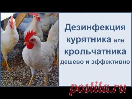 Дезинфекция курятника, крольчатника и даже теплицы. Недорого и эффективно
