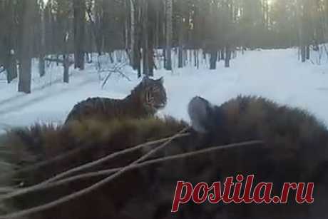 В Хабаровском крае три любопытных тигра попали на видео фотоловушки. В Хабаровском крае семейство тигров совершило набег на фотоловушку. На запись попали три тигра. Каждый из них проявил интерес к камере — первый потряс ее лапой и понюхал, второй нарычал, а третий попробовал на зуб и таким образом выключил ее. Центр «присвоил победу» третьему хищнику.