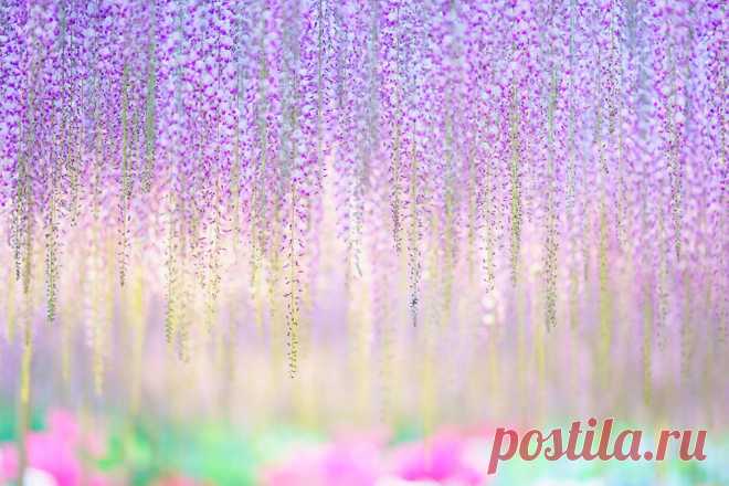 Водопад глициний в Японии – неземная красота! – Фитнес для мозга