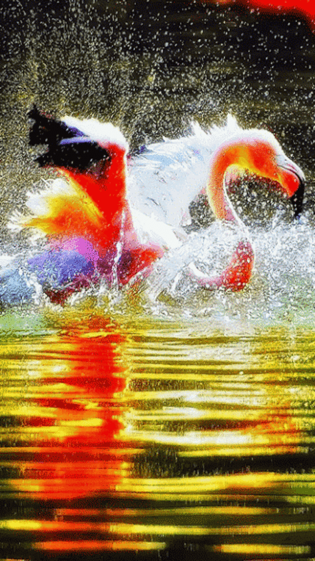 Живые фотографии - Community - Google+