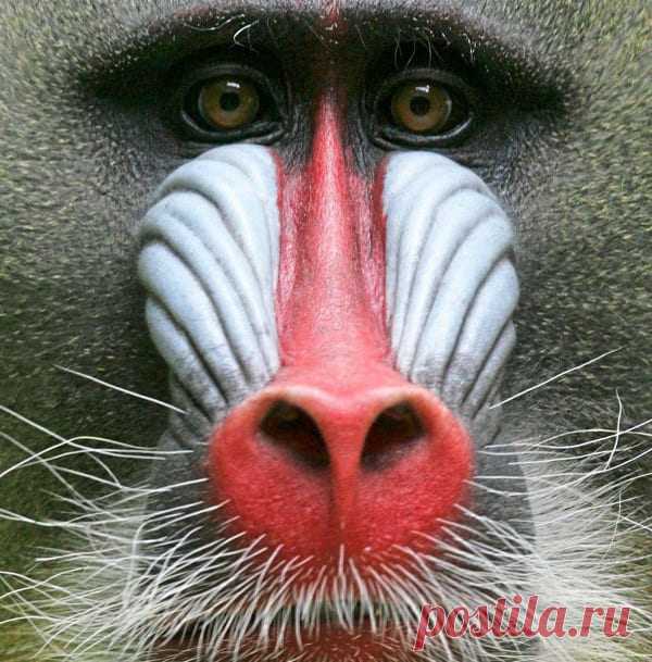 Либо силен, либо красив — разом не бывает | Все умницы