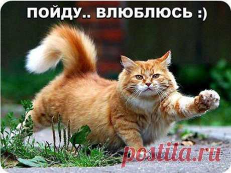 Тянуть кота за хвост