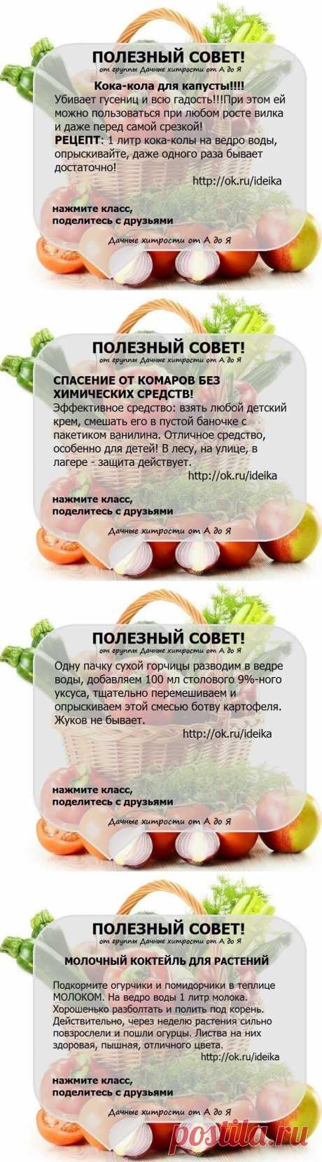 Полезные советы для дачи