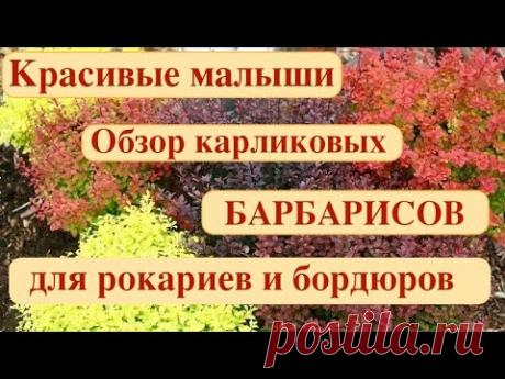 БАРБАРИСЫ КАРЛИКОВЫЕ. ОБЗОР КРАСИВЫХ СОРТОВ ДЛЯ РОКАРИЯ И БОРДЮРОВ.