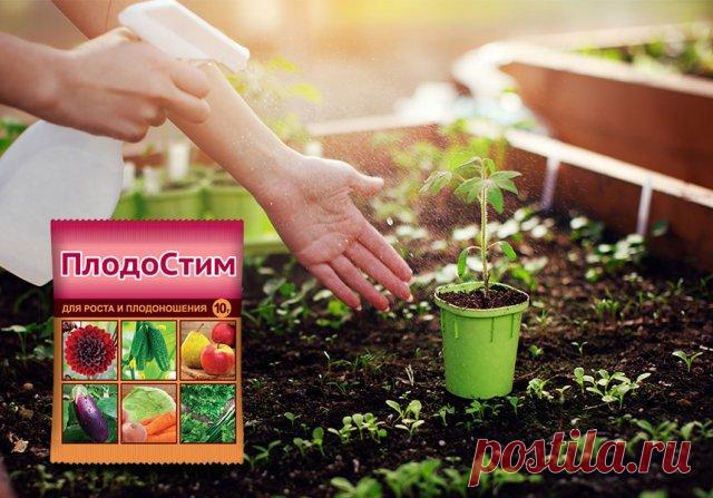 Как увеличить урожай томатов в открытом грунте вдвое | Томаты (Огород.ru)