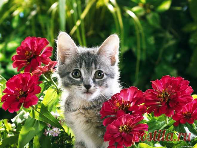 животные и цветы Кошки Кот Коты cats kotenok v tsvetah 2 1600