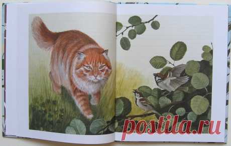 Лесные разведчики, Виталий Бианки: taberko
