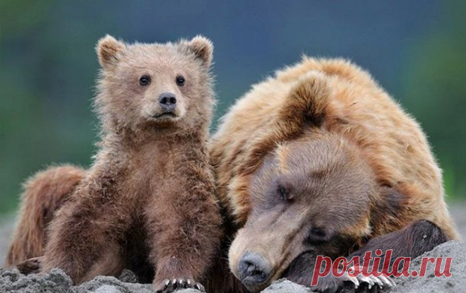 Интересные факты о медведях (7 фото)
