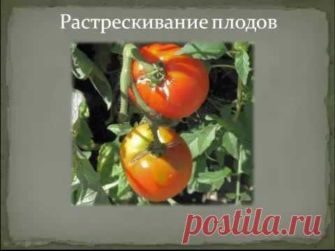Почему трескаются помидоры в теплице - все про болезни томатов