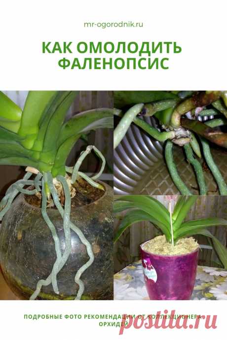 Как омолодить фаленопсис: фото мастер-класс по обрезке орхидеи