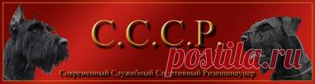 СССР - Современный Служебный Спортивный Ризеншнауцер