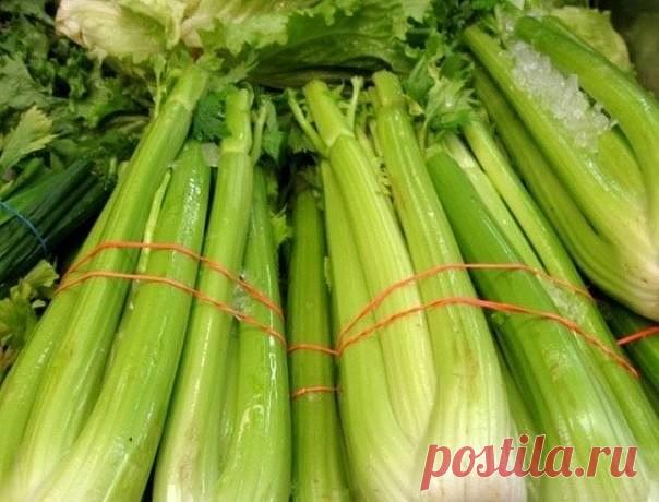 Не выбрасывайте нижнюю часть черешкового сельдерея.