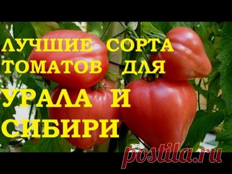 Лучшие сорта томатов для Урала и Сибири.