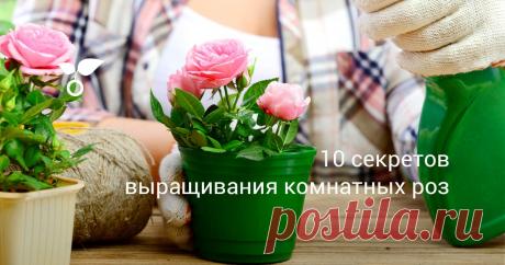 10 секретов выращивания комнатных роз Для цветения комнатным розам необходимо создать буквально идеальные условия. И неусыпная забота, уход и реагирование на любые сигналы растения – главный залог успеха.
