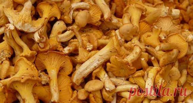 Как приготовить лисички чтобы не горчили - готовим грибы правильно