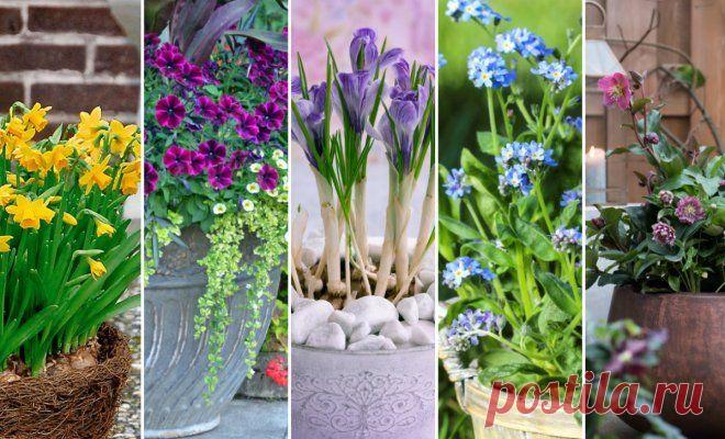 11 невероятно красивых цветов для весеннего контейнерного сада | Цветники и клумбы (Огород.ru)