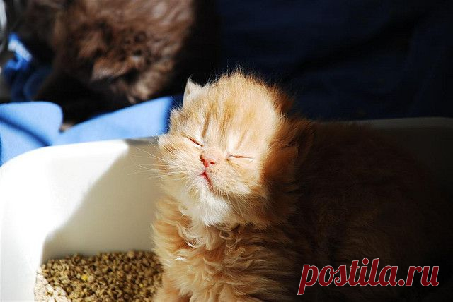 Dusty Loving the Sun | Flickr - Photo Sharing!