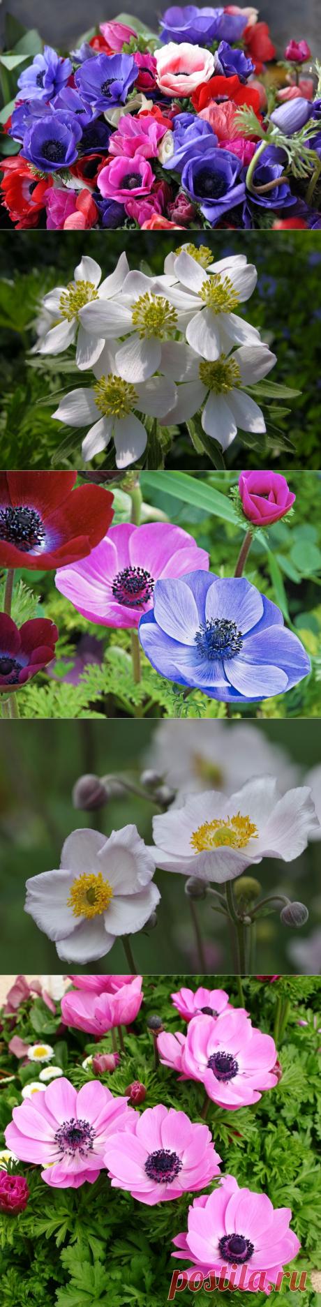 Трогательны анемоны