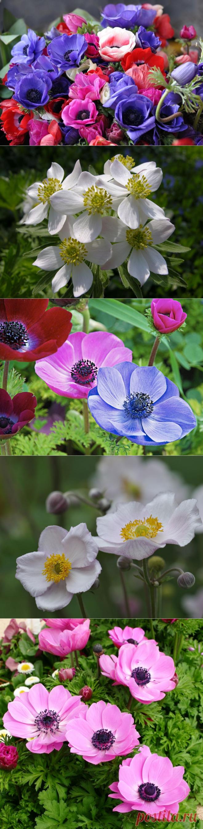 Трогательны анемоны