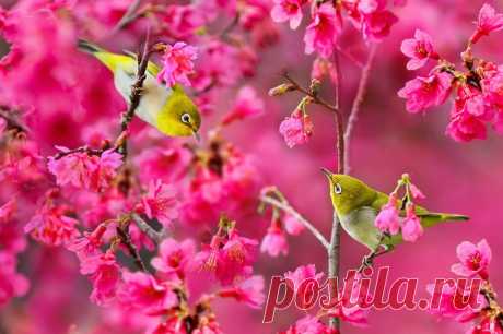 Фотоснимки птиц Сью Хсу | Уши, лапы, хвост