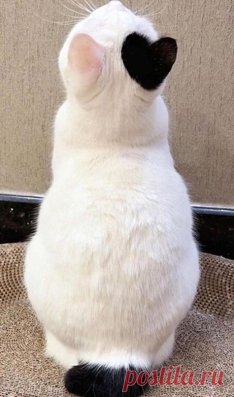 i (453×768)