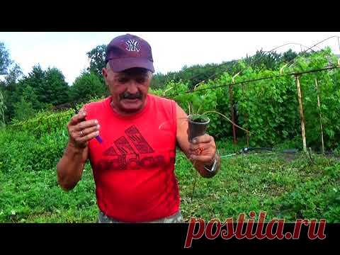 Как вырастить рассаду клубники в стаканчиках :  самая верная технология  - только здесь!