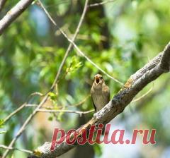 Сегодня 15 мая в народном календаре Борис и Глеб Сеятели