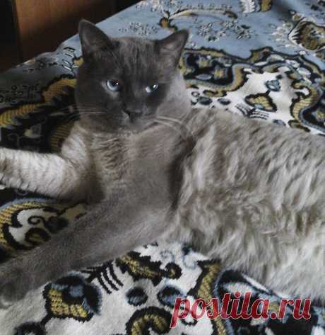 Наш кот Семен, очень кусачий