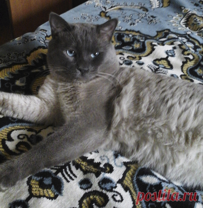 Наш кот Семен, очень кусачий