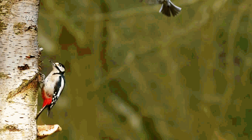 i-4129.jpg (510×284)