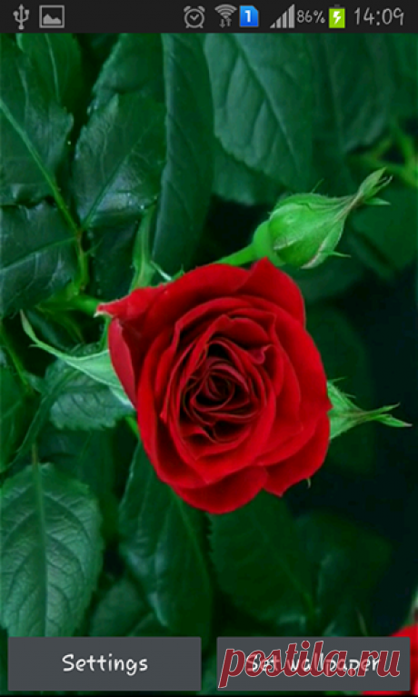 Blooming red rose на Андроид . Живые обои для Android.
