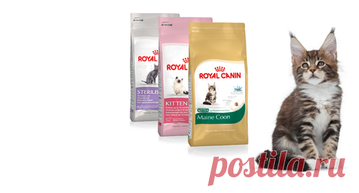 Главная - Royal Canin