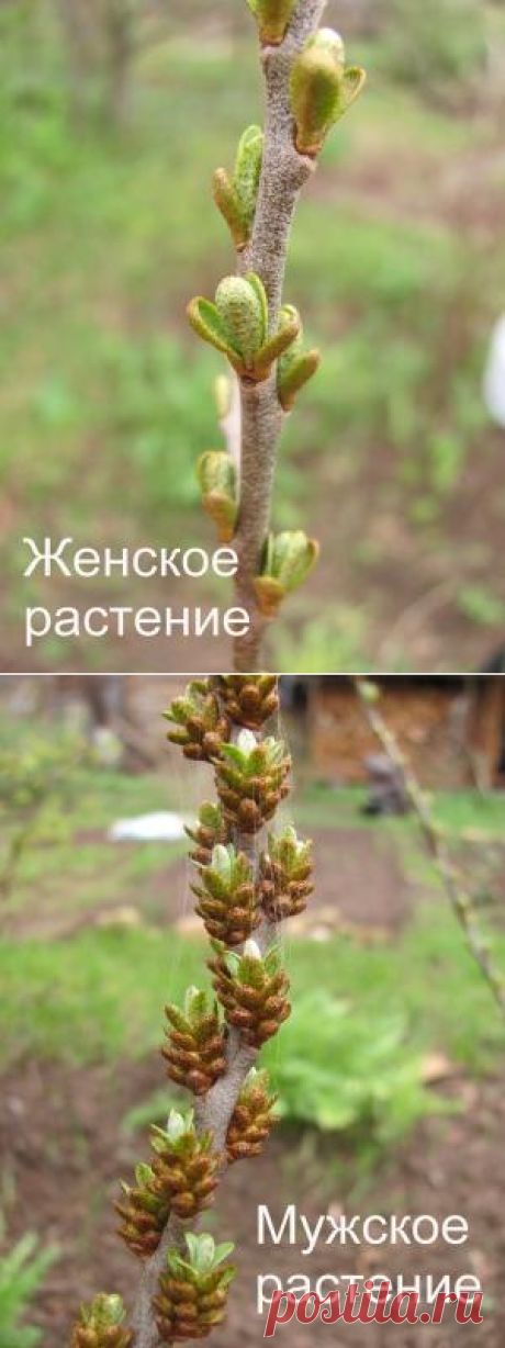 Как отличить мужскую облепиху от женской .