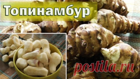 🏻Бесплатный инсулин растёт на огороде.
Больные сахарным диабетом огромные средства тратят на приобретение
препаратов понижающих сахар в крови, а сами даже не подозревают, что
бесплатный инсулин растет у них на огороде.
Этим лекарством является топинамбур (земляная груша). Он порой растет на
огороде, как сорняк. В топинамбуре содержится от 30 до 40% природного
инсулина. Поэтому достаточно съедать в день по 300 г корней топинамбура в
течение 3 месяцев и поджелудочная железа восстанавливает с