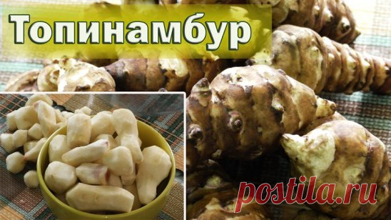 🏻Бесплатный инсулин растёт на огороде.
Больные сахарным диабетом огромные средства тратят на приобретение
препаратов понижающих сахар в крови, а сами даже не подозревают, что
бесплатный инсулин растет у них на огороде.
Этим лекарством является топинамбур (земляная груша). Он порой растет на
огороде, как сорняк. В топинамбуре содержится от 30 до 40% природного
инсулина. Поэтому достаточно съедать в день по 300 г корней топинамбура в
течение 3 месяцев и поджелудочная железа восстанавливает с