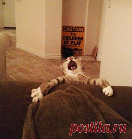 Смешные коты, заслуживающие Оскар за лучшую драматическую роль! | Ололо - смешные картинки и веселые истории