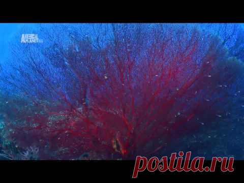 Австралия и Океания - YouTube