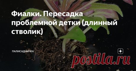 Фиалки. Пересадка проблемной детки (длинный стволик) На примере сорта Ness’ Satin Rose (D. Ness)