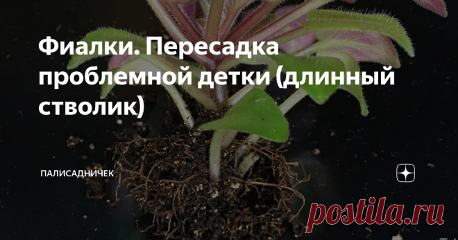 Фиалки. Пересадка проблемной детки (длинный стволик) На примере сорта Ness’ Satin Rose (D. Ness)