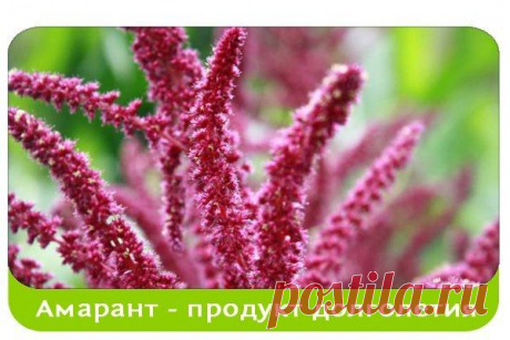 Амарант – целебный продукт долголетия