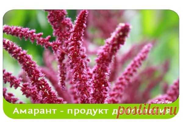Амарант – целебный продукт долголетия