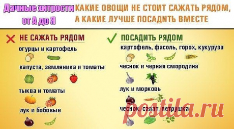 Одноклассники   ОВОЩИ, КОТОРЫЕ СТОИТ ПОСАДИТЬ РЯДОМ ДРУГ С ДРУГОМ