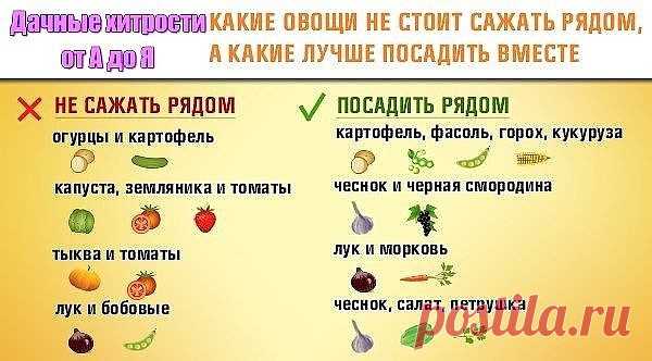 Одноклассники   ОВОЩИ, КОТОРЫЕ СТОИТ ПОСАДИТЬ РЯДОМ ДРУГ С ДРУГОМ