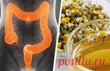 6 лекарственных трав, которые очистят кишечник - Шаг к Здоровью
