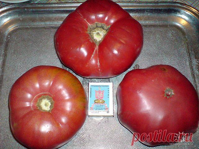 Сергей Кожевников
60 лет, Россия, г.Ликино-Дулево