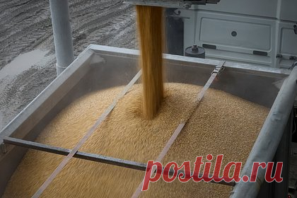 В МИД России назвали условие для продления зерновой сделки. Москва будет принимать решение о продлении зерновой сделки только исходя из своих интересов. Об этом заявил замглавы МИД России Сергей Вершинин по итогам переговоров с ООН в Женеве. Ранее в июне постоянный представитель России при ООН Василий Небензя заявил, что перспективы продления зерновой сделки отсутствуют.