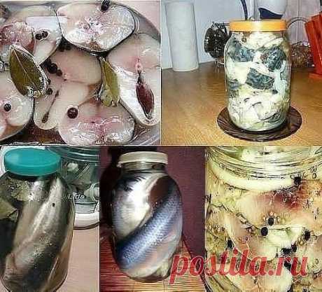 12 Рецептов домашнего посола скумбрий, сельди, кильки и мойвы!!!