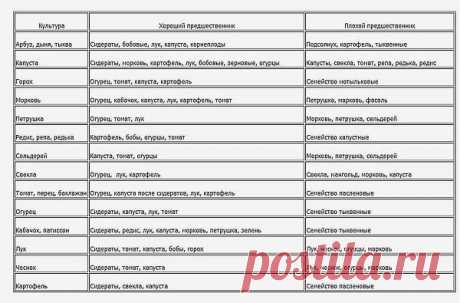 Севооборот. Что можно сажать после чего? Что рядом с чем?.