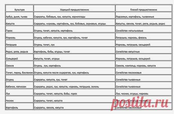 Севооборот. Что можно сажать после чего? Что рядом с чем?.