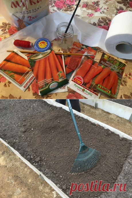 Морковь: уникальный метод посадки &quot;без бороздок&quot;